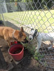 Shelter Stray Male Dog last seen Adoption Return, PORTLAND, OR, 97236, 1700 W Historic Columbia River Hwy, Troutdale, OR 97060, USA