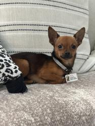 Lost Female Dog last seen Bancroft Rd, Keller, TX 76248