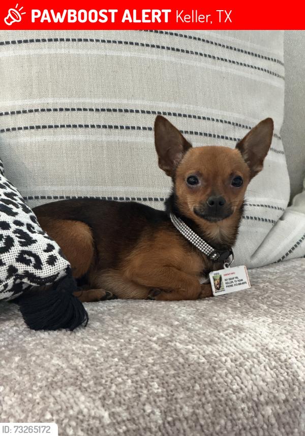 Lost Female Dog last seen Bancroft Rd, Keller, TX 76248