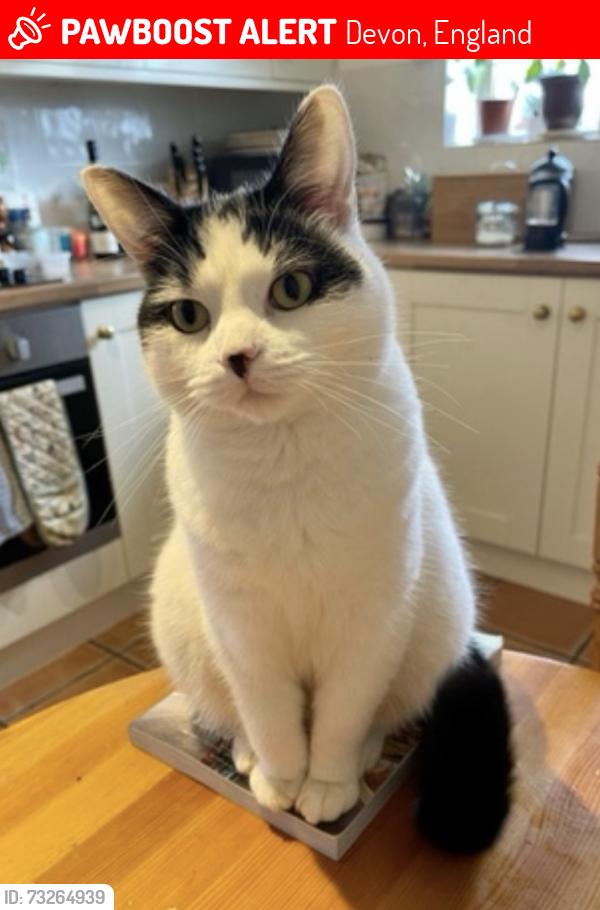 Lost Female Cat last seen Admiral Way, Exeter, Devon, England 