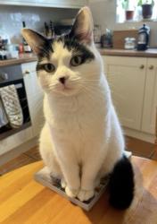 Lost Female Cat last seen Admiral Way, Exeter, Devon, England 