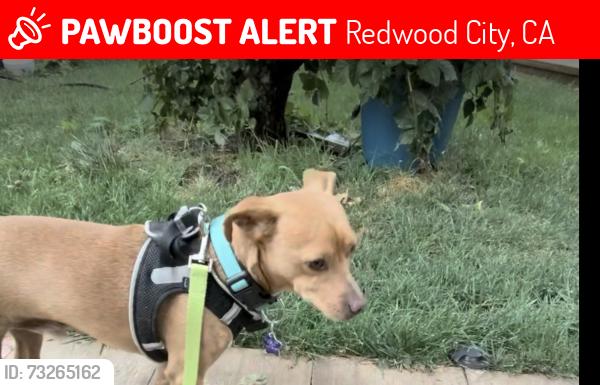 Lost Male Dog last seen Farm Hill and McGarvey, Redwood City, CA 94062