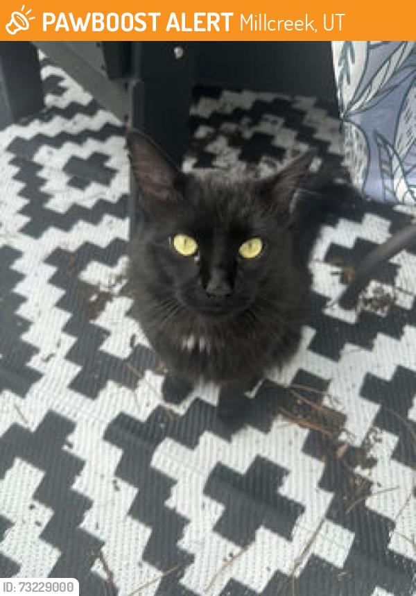 Found/Stray Male Cat last seen Turnberry apts, Millcreek, UT 84124