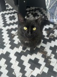 Found/Stray Male Cat last seen Turnberry apts, Millcreek, UT 84124