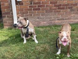 Found/Stray Male Dog last seen Near, Detroit, MI 48213