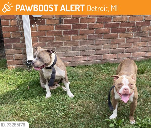 Found/Stray Male Dog last seen Near, Detroit, MI 48213
