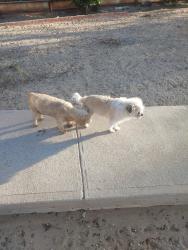 Lost Male Dog last seen Coors and central, Albuquerque, NM 87121