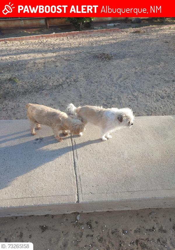 Lost Male Dog last seen Coors and central, Albuquerque, NM 87121