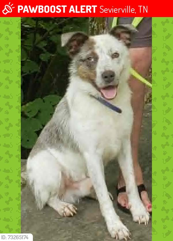 Lost Male Dog last seen The Stables on Boyds Creek Highway, Sevierville, TN, Sevierville, TN 37876