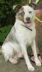 Lost Male Dog last seen The Stables on Boyds Creek Highway, Sevierville, TN, Sevierville, TN 37876
