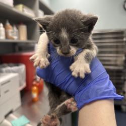 Shelter Stray Female Cat last seen , 980 Guilford College Rd, Greensboro, NC 27409, USA