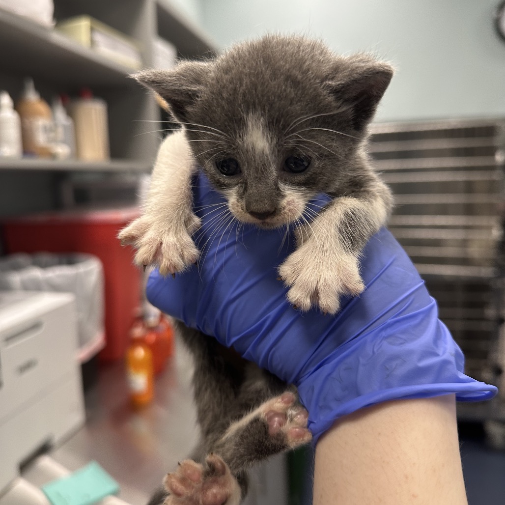 Shelter Stray Female Cat last seen , 980 Guilford College Rd, Greensboro, NC 27409, USA