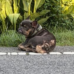 Shelter Stray Female Dog last seen , 980 Guilford College Rd, Greensboro, NC 27409, USA
