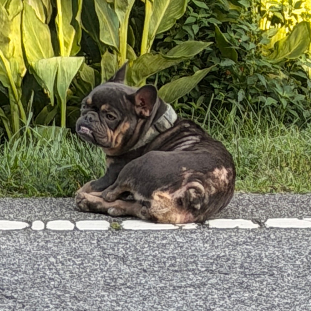 Shelter Stray Female Dog last seen , 980 Guilford College Rd, Greensboro, NC 27409, USA
