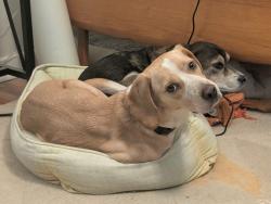 Reunited Male Dog last seen St. Ignatius, Cincinnati, OH 45247