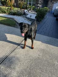 Reunited Female Dog last seen Near Granada Blvd, Orlando, FL 32836, USA, Orlando, FL 32836