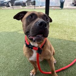 Shelter Stray Male Dog last seen , Animal Care & Control Team of Philly, 111 W Hunting Park Ave, Philadelphia, PA 19140, USA