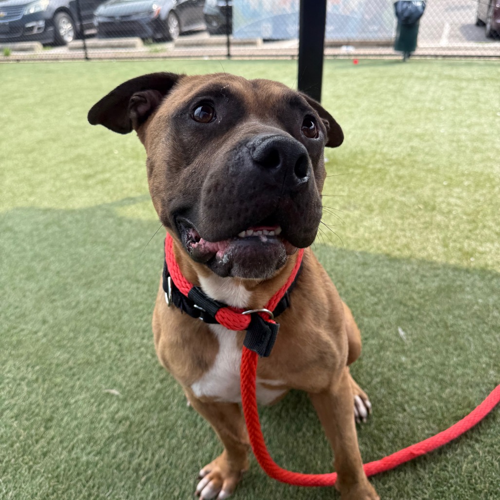 Shelter Stray Male Dog last seen , Animal Care & Control Team of Philly, 111 W Hunting Park Ave, Philadelphia, PA 19140, USA