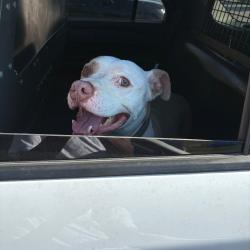 Shelter Stray Male Dog last seen , Animal Care & Control Team of Philly, 111 W Hunting Park Ave, Philadelphia, PA 19140, USA