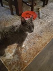 Lost Male Cat last seen SE Cottonwood Ct & Hill Rd, Oak Grove, OR 97267