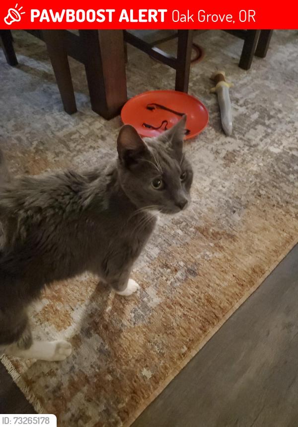 Lost Male Cat last seen SE Cottonwood Ct & Hill Rd, Oak Grove, OR 97267