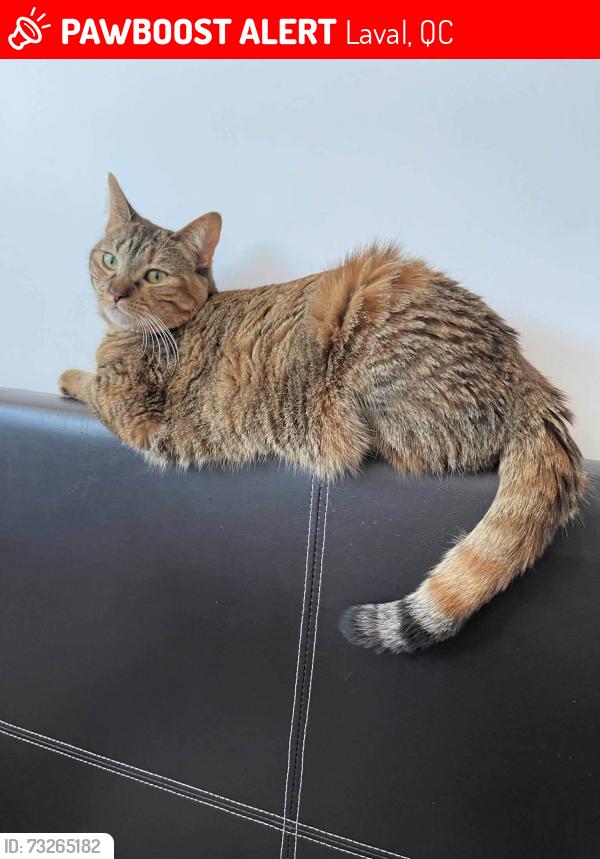 Lost Female Cat last seen ste-rose, Laval, QC 