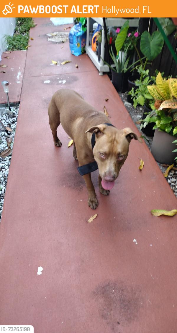 Found/Stray Male Dog last seen Near and Arthur, Hollywood, FL 33024