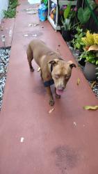 Found/Stray Male Dog last seen Near and Arthur, Hollywood, FL 33024