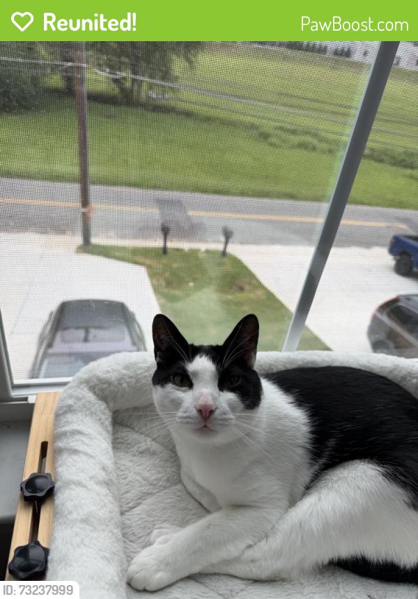Reunited Male Cat last seen Near 17th street NW, Hickory, NC 28601