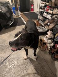 Found/Stray Male Dog last seen By the hosp, Spokane, WA 99204