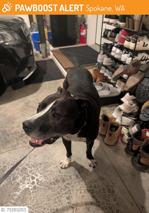 Found/Stray Male Dog last seen By the hosp, Spokane, WA 99204