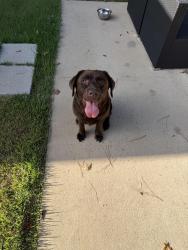 Found/Stray Unknown Dog last seen Near Acadia Drive, Tyler, TX 75703, Tyler, TX 75703