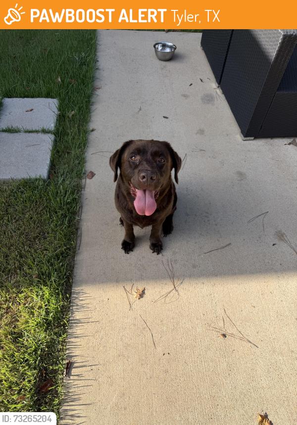 Found/Stray Unknown Dog last seen Near Acadia Drive, Tyler, TX 75703, Tyler, TX 75703