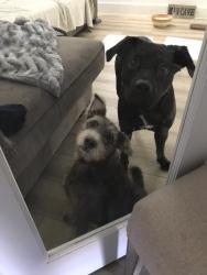 Found/Stray Female Dog last seen 1-45, Huntsville, TX 77340