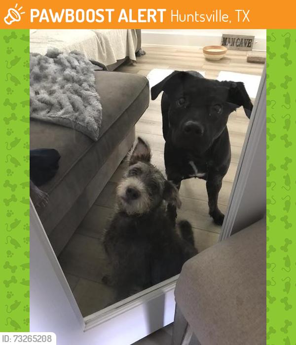 Found/Stray Female Dog last seen 1-45, Huntsville, TX 77340