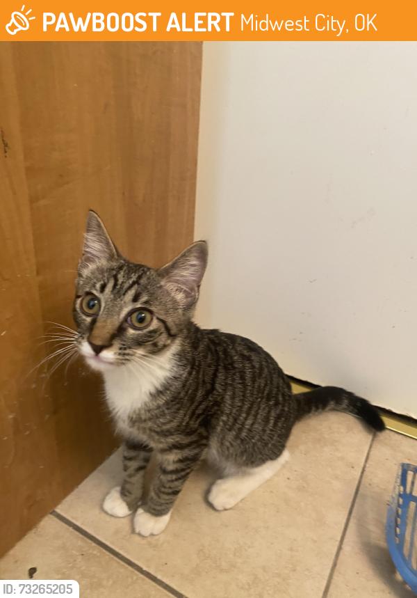 Found/Stray Male Cat last seen Reno and Midwest Blvd., Midwest City, OK 73110