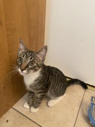 Found/Stray Male Cat last seen Reno and Midwest Blvd., Midwest City, OK 73110