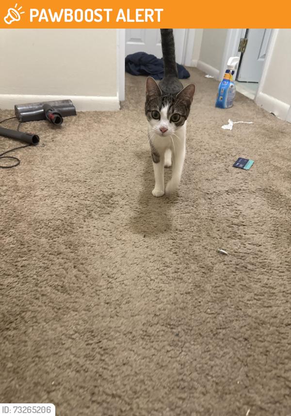 Found/Stray Female Cat last seen Near batard road, Upper Darby Township, PA 19082