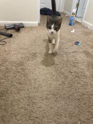 Found/Stray Female Cat last seen Near batard road, Upper Darby Township, PA 19082