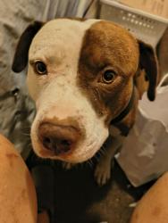 Lost Male Dog last seen Lassen st, Barstow, CA 92311