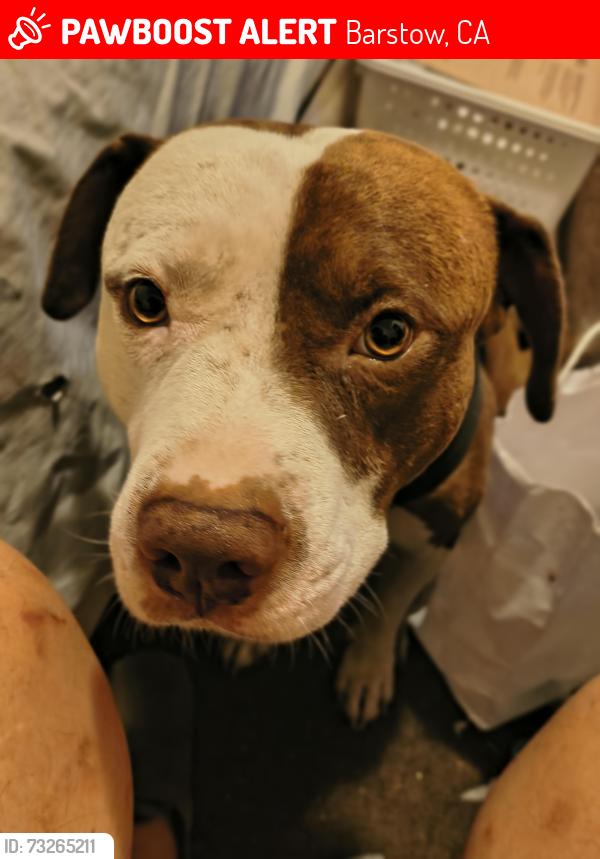 Lost Male Dog last seen Lassen st, Barstow, CA 92311