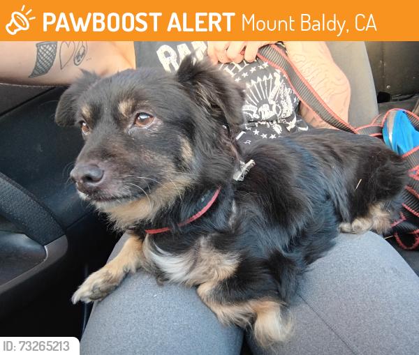 Found/Stray Unknown Dog last seen Mt baldy road, Mount Baldy, CA 91759