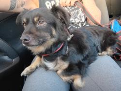 Found/Stray Unknown Dog last seen Mt baldy road, Mount Baldy, CA 91759
