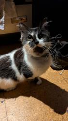 Lost Female Cat last seen By the canal north of cheshunt station, Cheshunt, England 