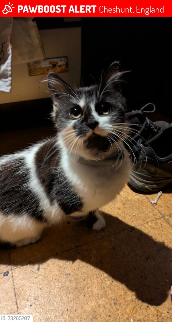 Lost Female Cat last seen By the canal north of cheshunt station, Cheshunt, England 