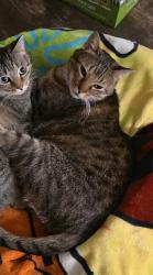 Reunited Male Cat last seen Grand Ave, Cleburne, TX 76033