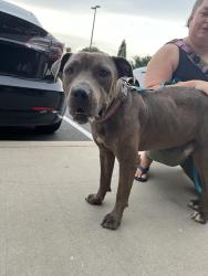 Found/Stray Male Dog last seen Found in Earth Fare Parking lot in Tega Cay, SC, Fort Mill, SC 29715