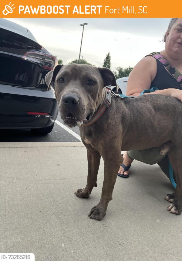 Found/Stray Male Dog last seen Found in Earth Fare Parking lot in Tega Cay, SC, Fort Mill, SC 29715