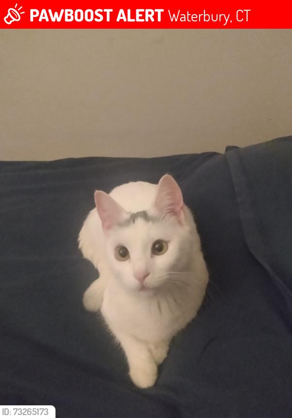 Lost Female Cat last seen Near Locust Street, Waterbury Connecticut 06704, Waterbury, CT 06704