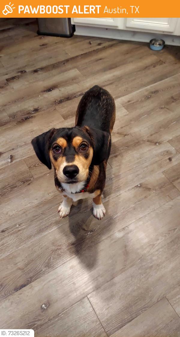 Found/Stray Male Dog last seen Oltorf, Austin, TX 78741